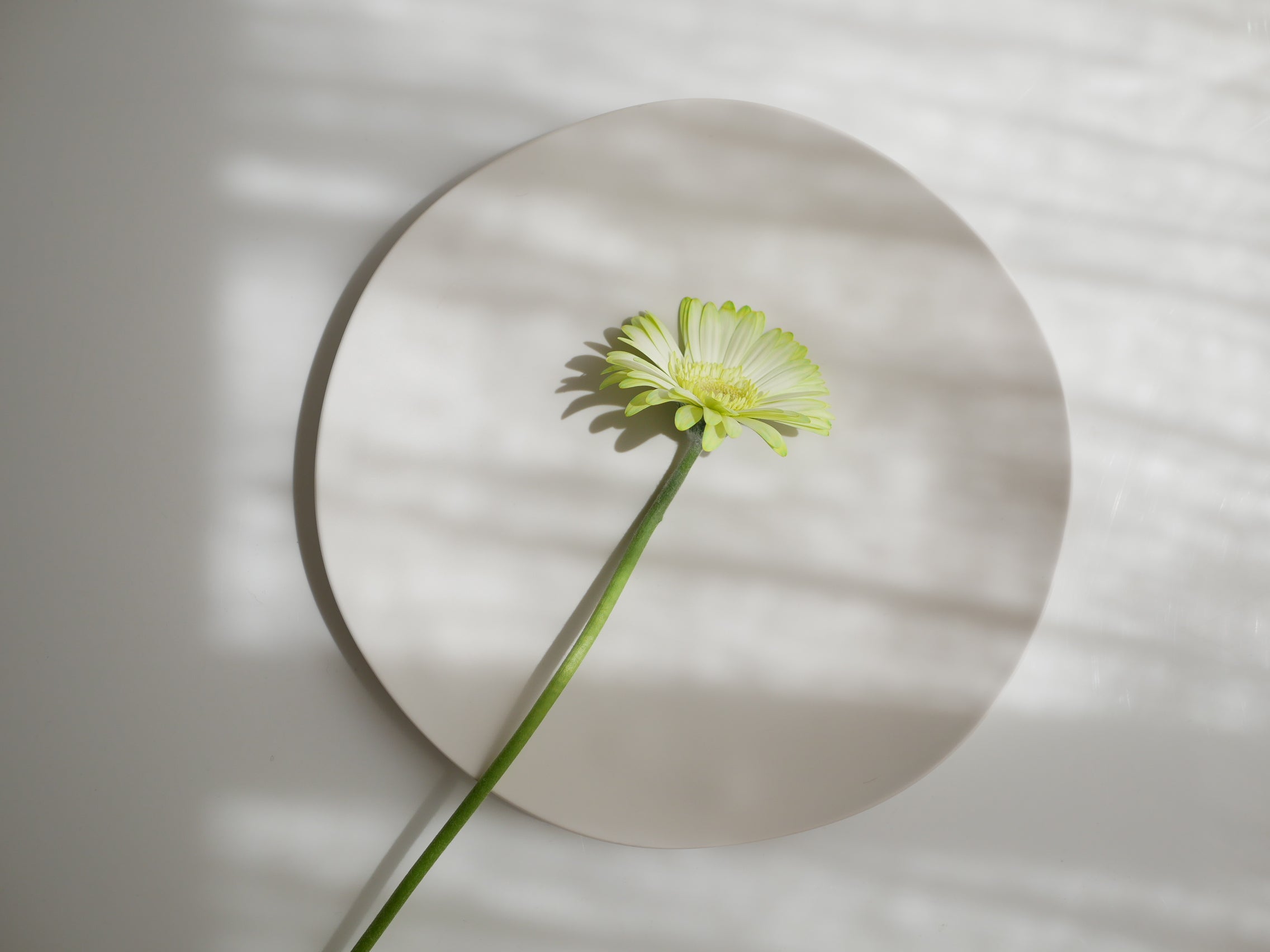 ＜美強皿＞美しくてタフな次世代メラミン プレート・ボウル