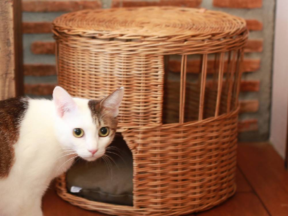 ＜Creer/クレエ＞ねこハウス ふた付き -バイ ジ アラログ-
