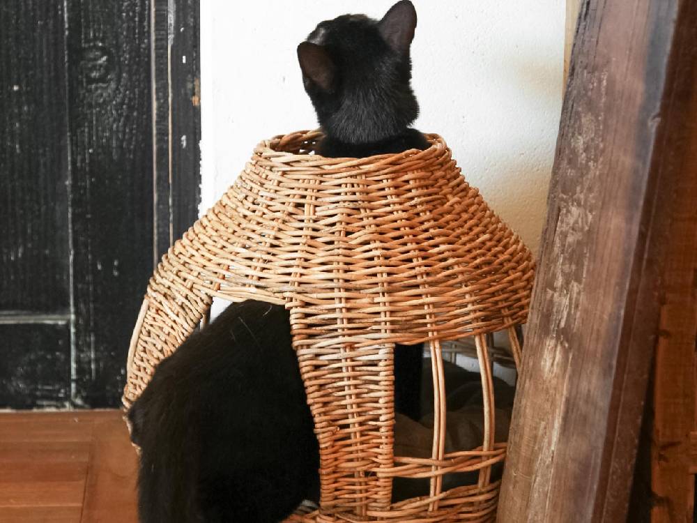 ＜Creer/クレエ＞ねこハウス オニオン -バイ ジ アラログ-